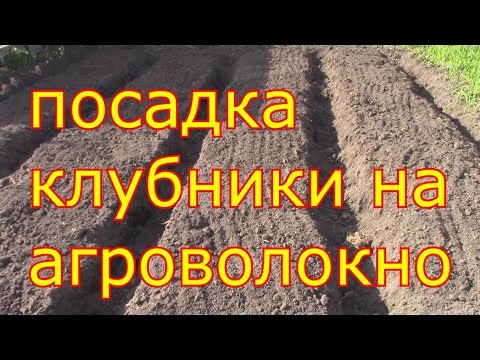 Лучшие сорта ремонтантной клубники и садовой земляники для средней полосы России