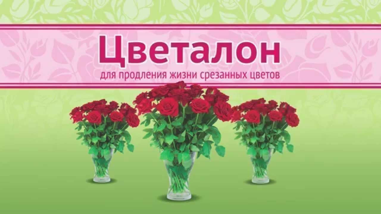 Как сохранить срезанные хризантемы в вазе надолго в какую воду ставить уход оживление