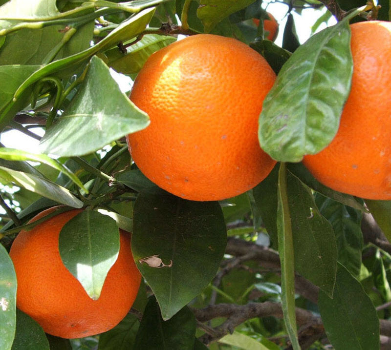 Как вырастить апельсин из косточки - пошаговая инструкция
