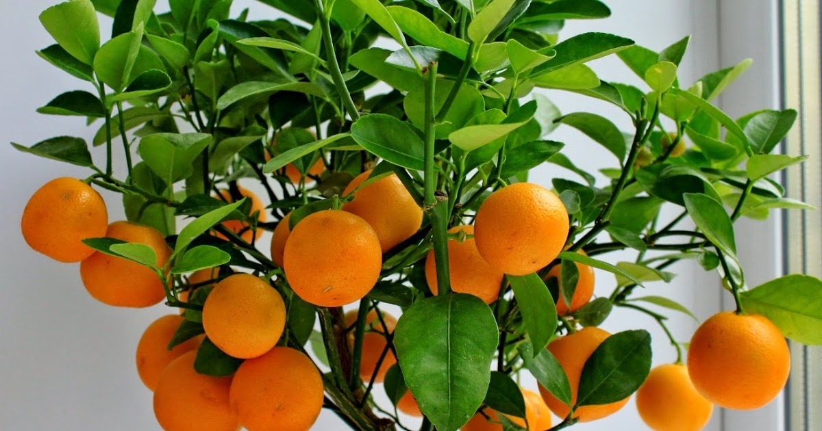Как вырастить апельсин из косточки своими руками