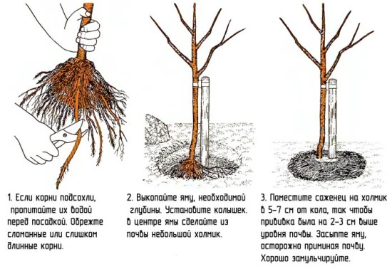 Правила пересадки дерева абрикоса