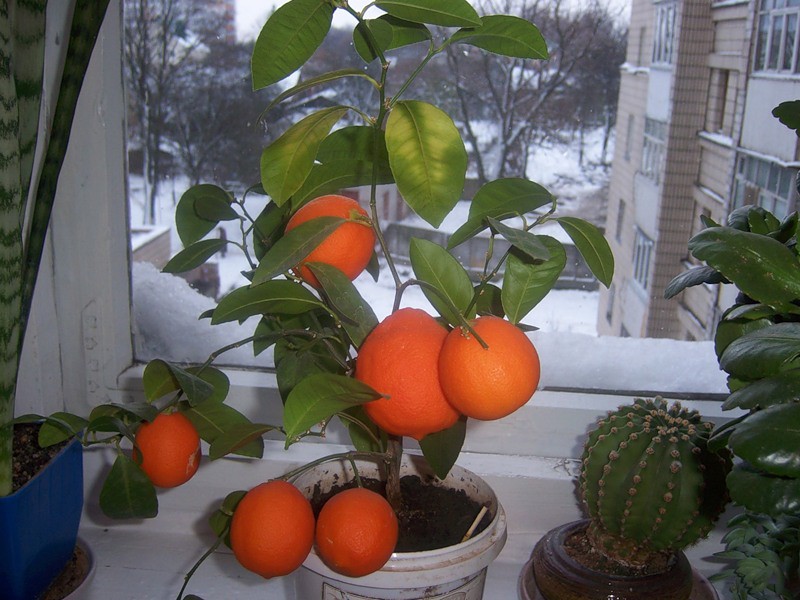 Вырастет ли апельсин из косточки в домашних условиях
