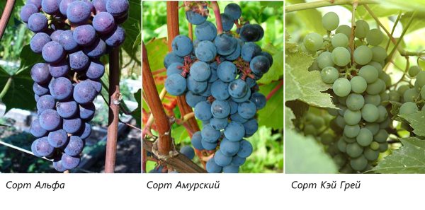 Лучшие неукрывные сорта винограда для Подмосковья