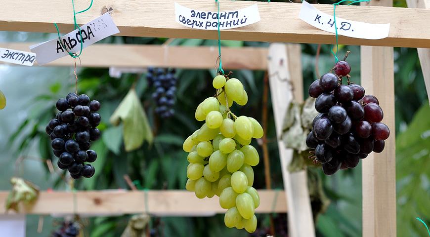 Морозостойкие сорта винограда раннего срока созревания
