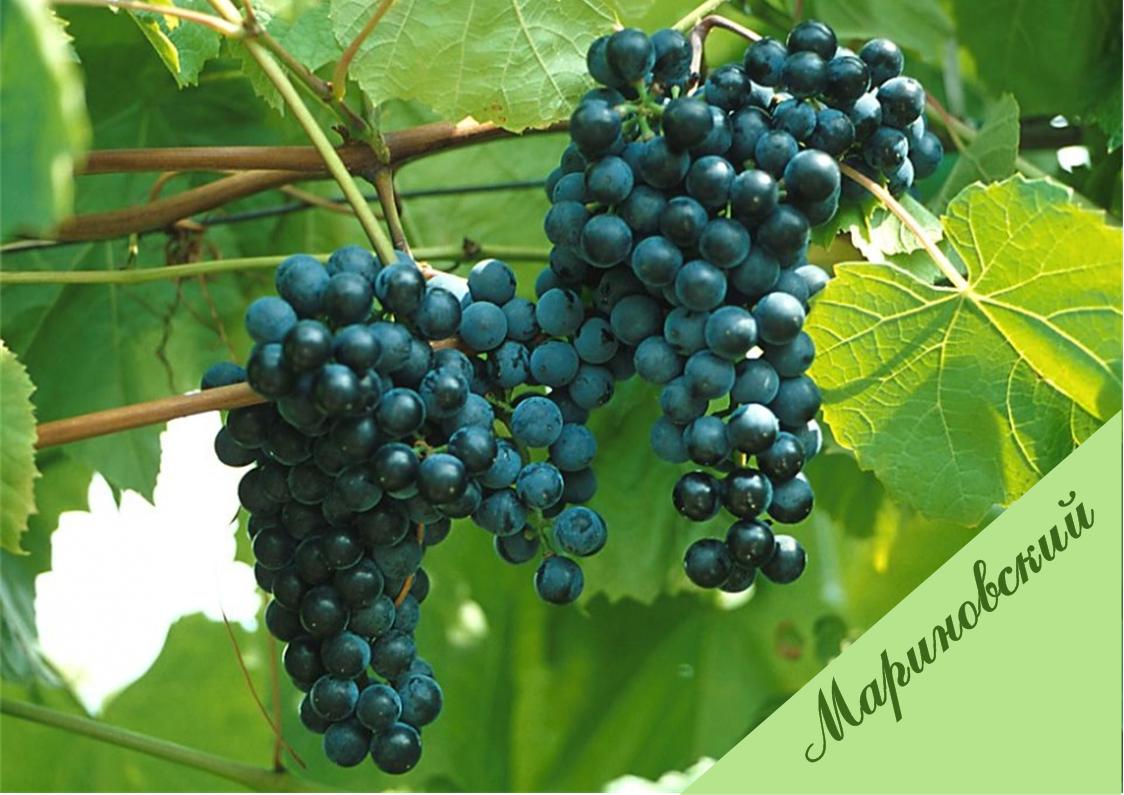 Неукрывные сорта винограда - гибридный виноград Мариновского