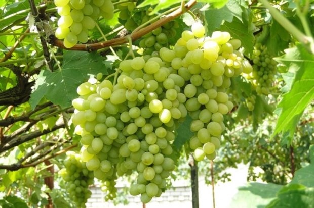 Неукрывные сорта винограда - оптимальный для средней полосы Августин