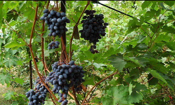 Неукрывные сорта винограда - среднерослый Амурский