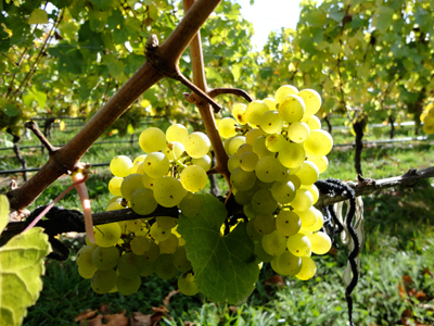 Неукрывные сорта винограда - среднеспелый Рислинг