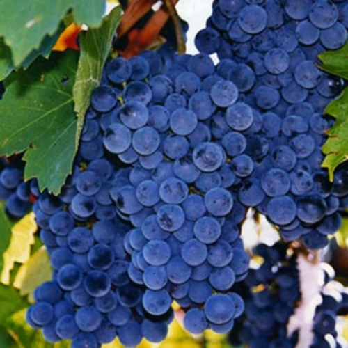 Неукрывные сорта винограда - столово-технический сорт Изабелла
