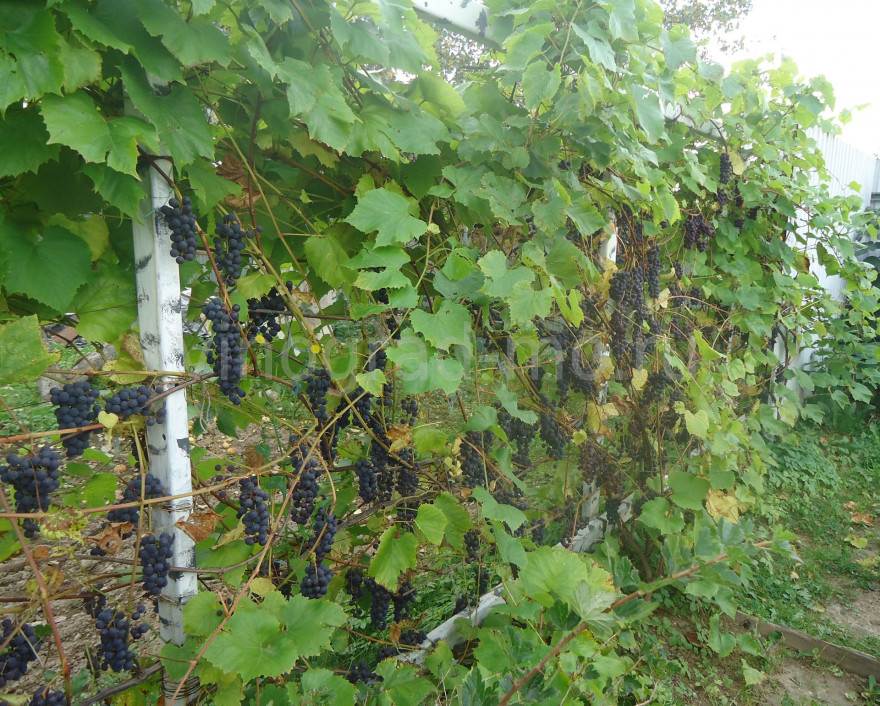 Особенности условно-укрывных сортов винограда