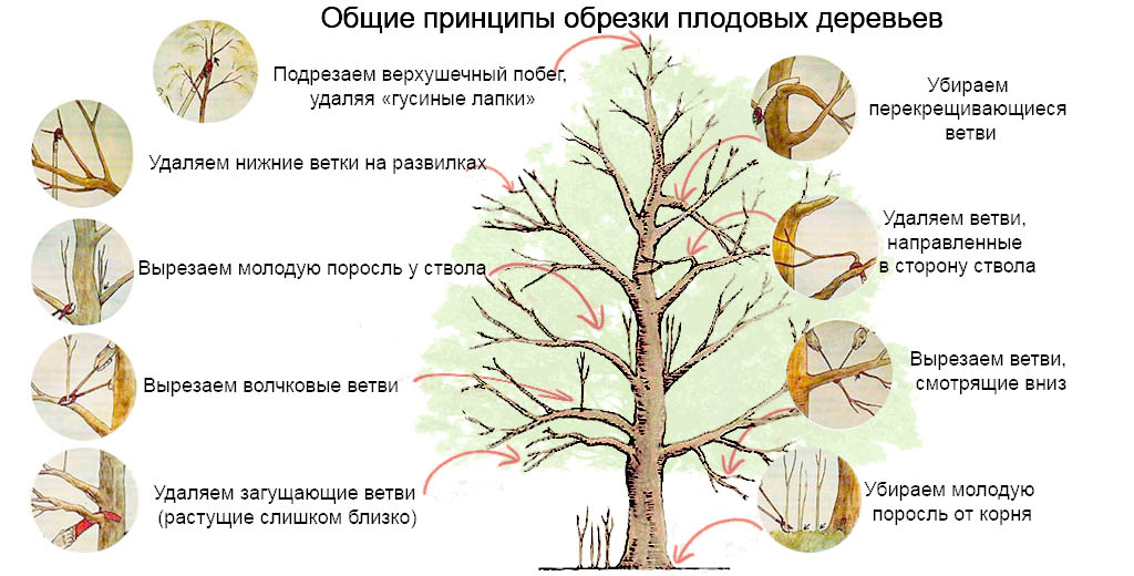 Обрезка вишни осенью - общие правила обрезки плодовых деревьев