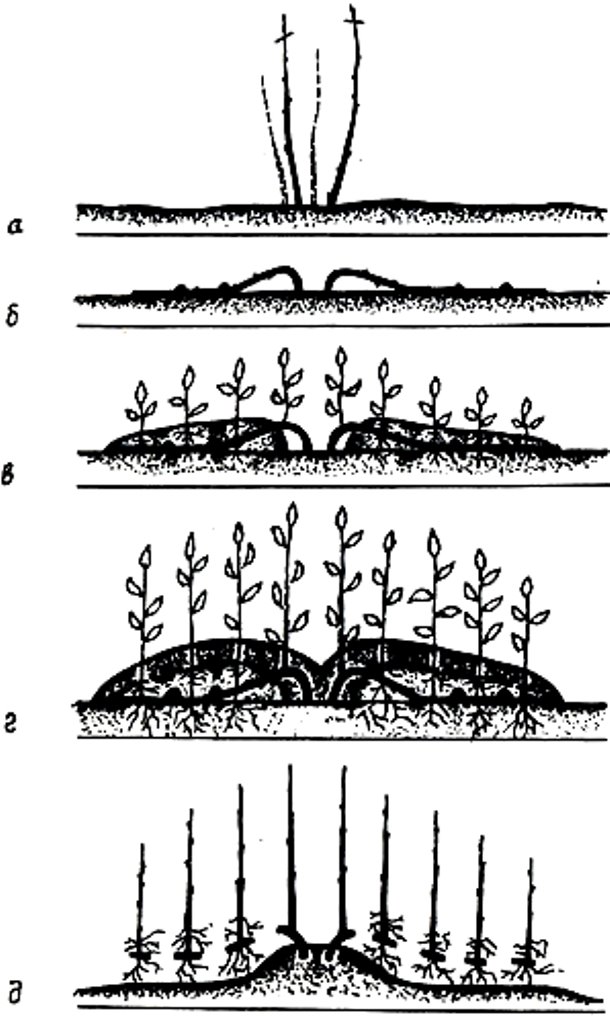 Как размножить дикий виноград - схема размножения методом вертикальных отводков