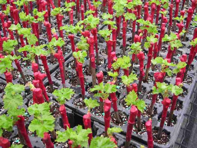 Как размножить виноград - самый недорогой способ быстрого разведения культуры