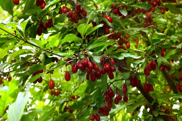 Сбор и хранение урожая ягод кизила