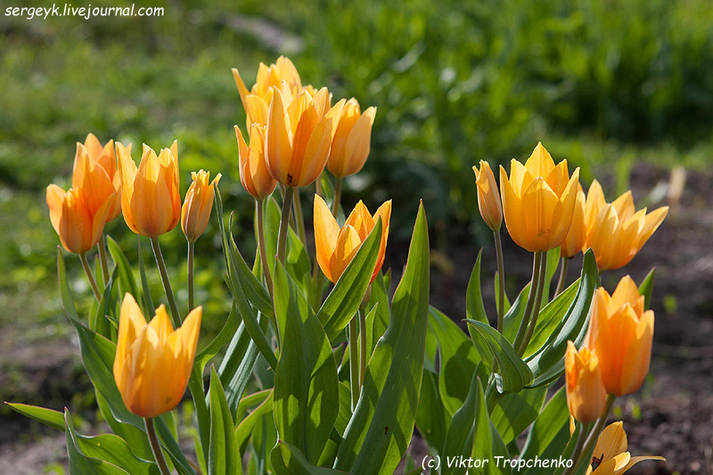 Tulipa praestans Shogun (1).jpg
