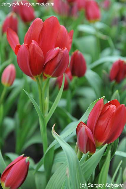 Tulipa Red Georgette (4).JPG