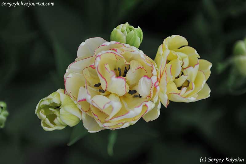 Tulipa Belicia (1).JPG
