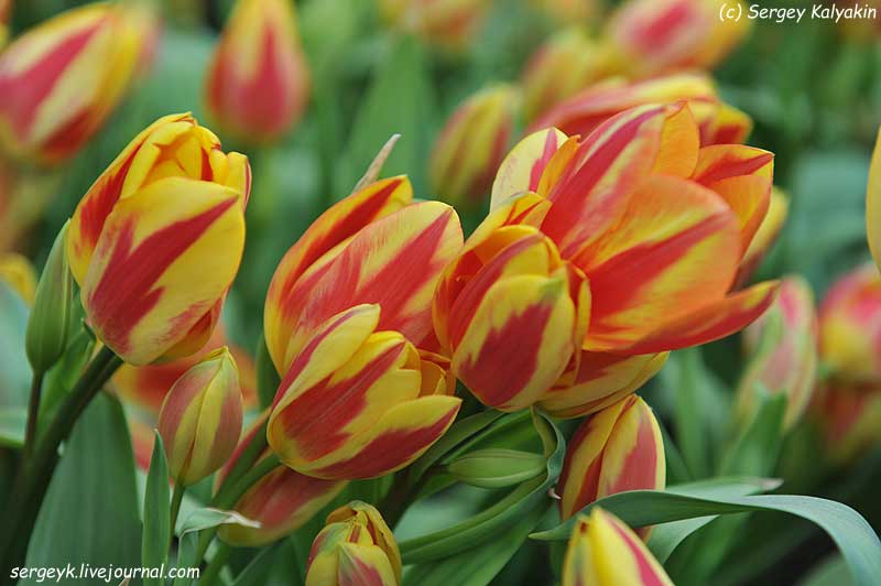 Tulipa Antoinette (20).JPG