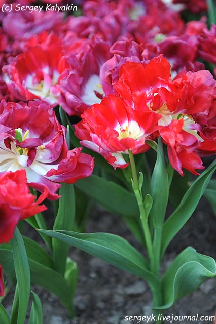 Tulipa First Price.JPG