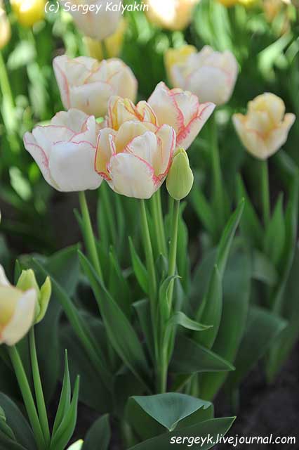 Tulipa Rosy Bouquet (12).JPG