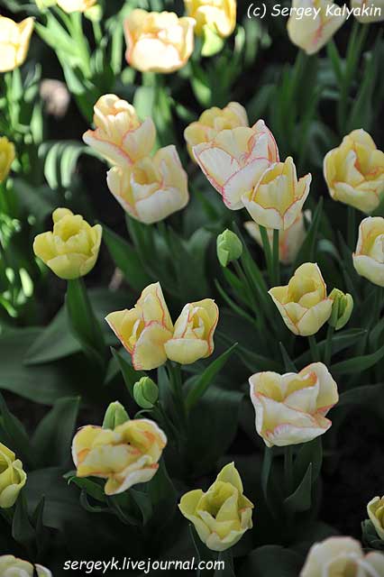 Tulipa Rosy Bouquet (10).JPG