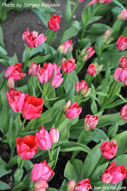 Tulipa Nexus (7).JPG
