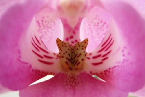 Орхидея-бабочка