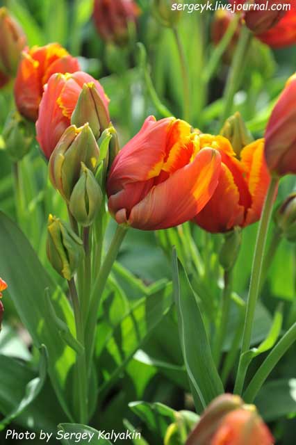 Tulipa Bright Parrot (3).JPG