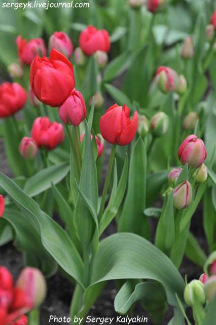 Tulipa Estatic (2).JPG