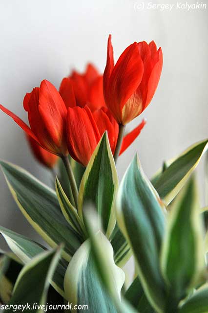Tulipa praestans Unicum.jpg
