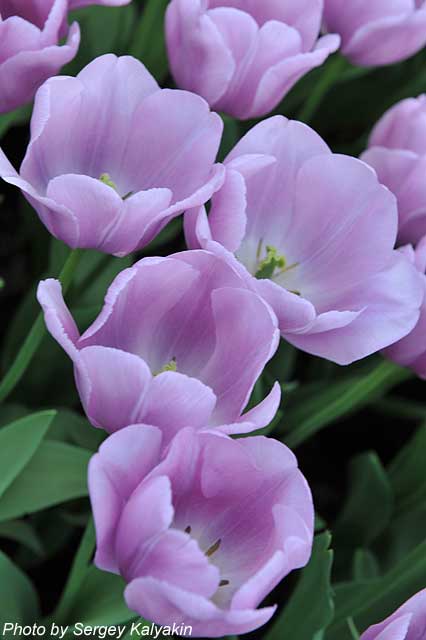 Tulipa Alibi.JPG
