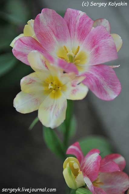 Tulipa Dream Club (18).JPG