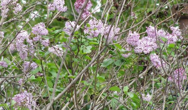 Сирень цветет в сентябре!