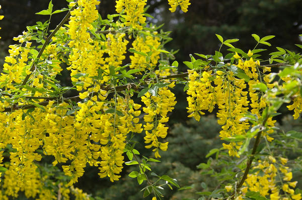 Цветущий бобовник
