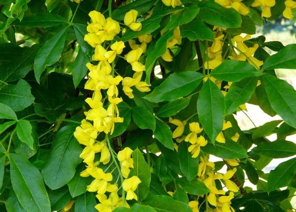 Бобовник альпийский декоративная форма Pendulum, фото сайта www.zelen.cz