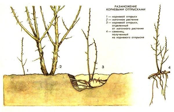 Размножение облепихи корневой порослью. Фото с сайта sadovodya.ru