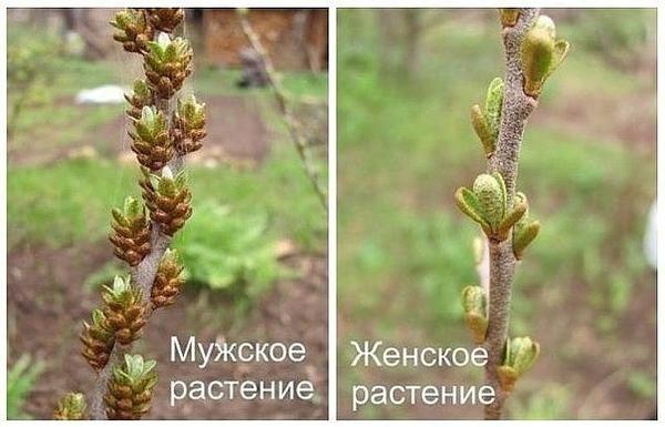 Мужское и женское растение облепихи. Фото с сайта pstroit.ru