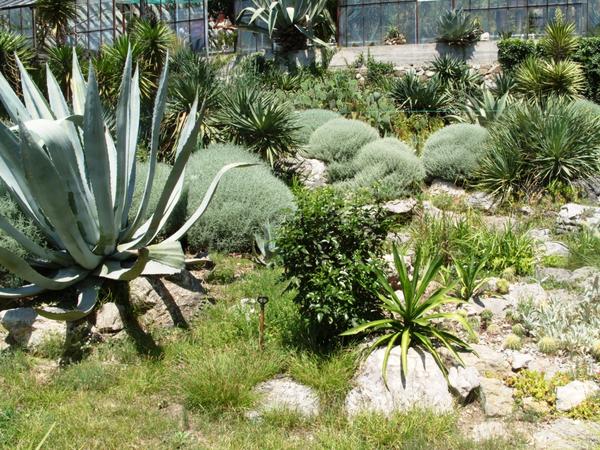 Сантолина кипарисовидная в мексиканском саду