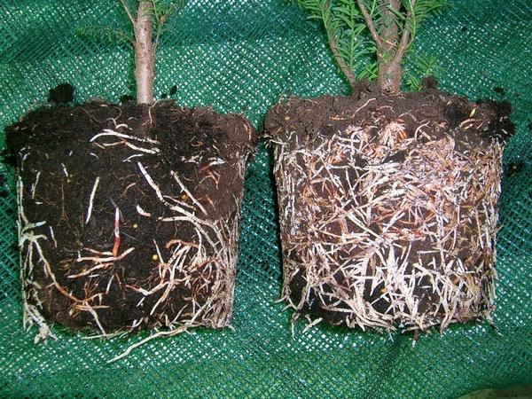 Сравнение корневой системы растений