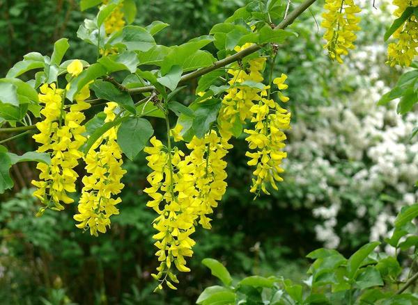 Бобовник альпийский, фото сайта arnesbilder.se