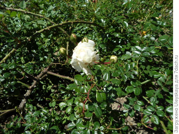 Зеленые блестящие листья некоторых почвопокровных роз – прекрасный фон для феерии цветения