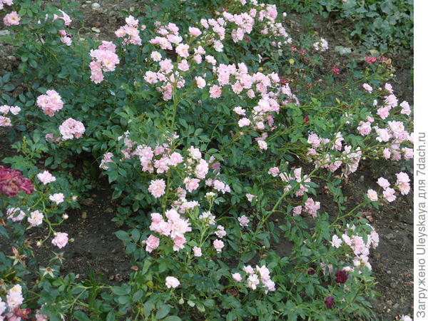 Миниатюрная роза сорт Fresh Pink
