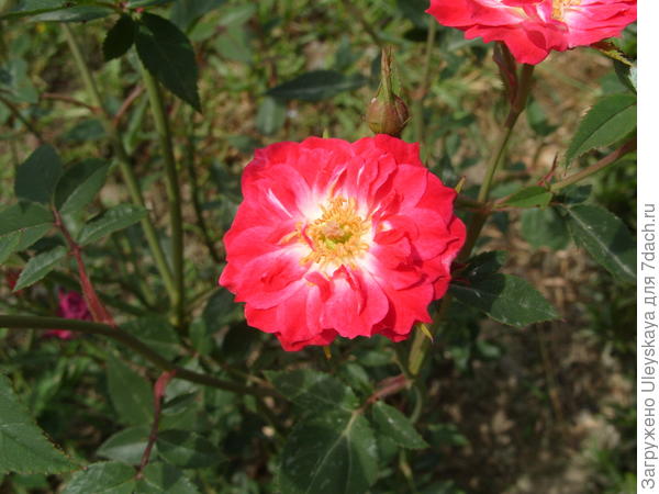 Миниатюрная роза сорт Maidy