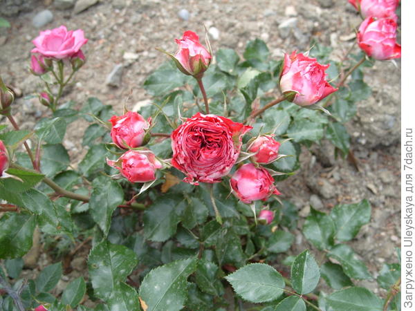 Миниатюрная роза сорт Гранатовый Браслет