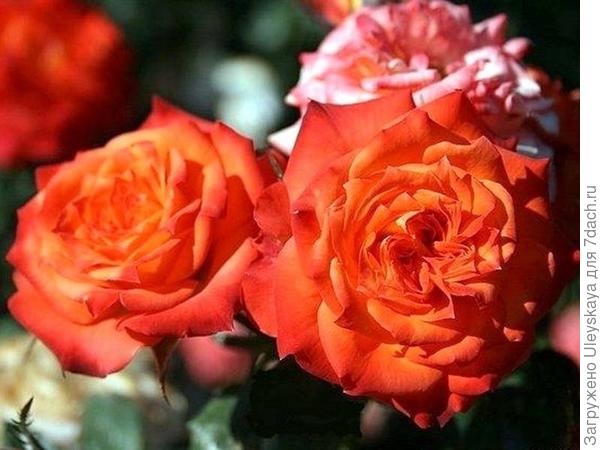 Миниатюрная роза сорт Mandarine Symphonie, фото с сайта www.archiland.biz