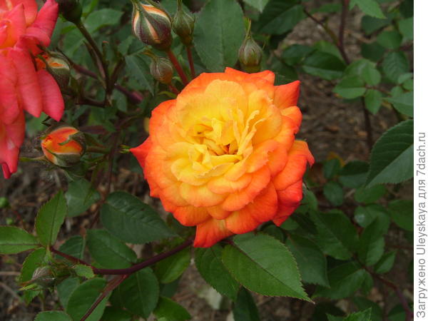 Миниатюрная роза сорт Sunmaid