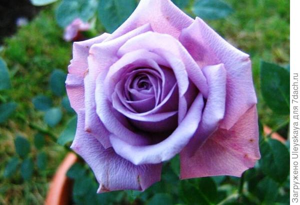 Роза миниатюрная сорт Lavender Meillandina, фото с сайта davesgarden.com