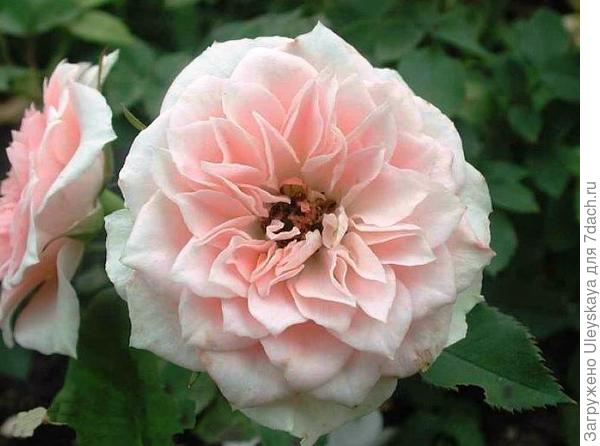 Роза миниатюрная сорт Daniela, фото сайта queen-flowers.ru