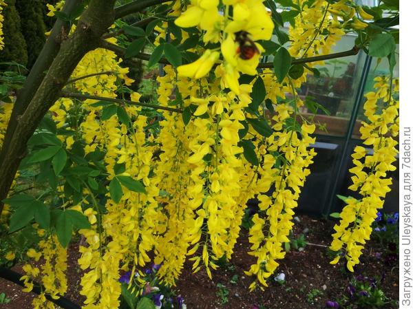 Бобовник Ватерера декоративна форма Vossii, фото сайта hortophile.wordpress.com