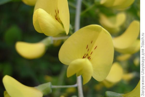 Цветок бобовника обыкновенного крупным планом